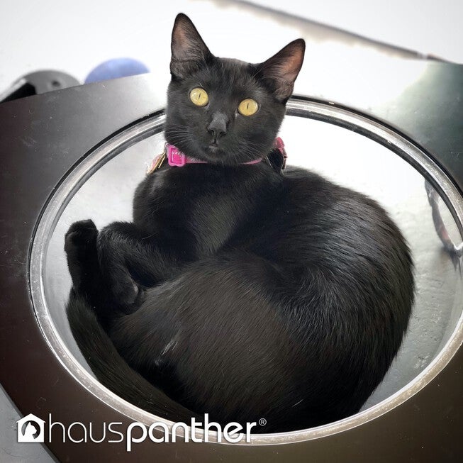 Hauspanther TriPod - Cat Lounge Pod, , alternate image number 11