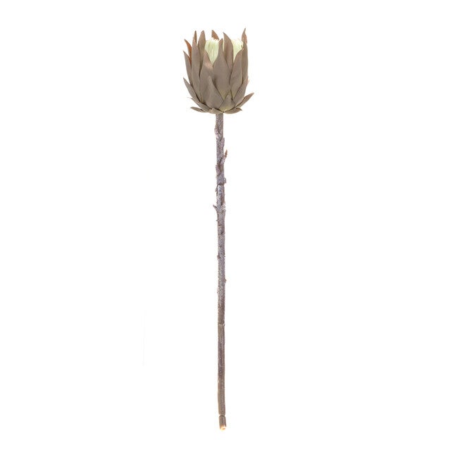 Beige Protea Stem (Set Of 6), , on-hover image number null