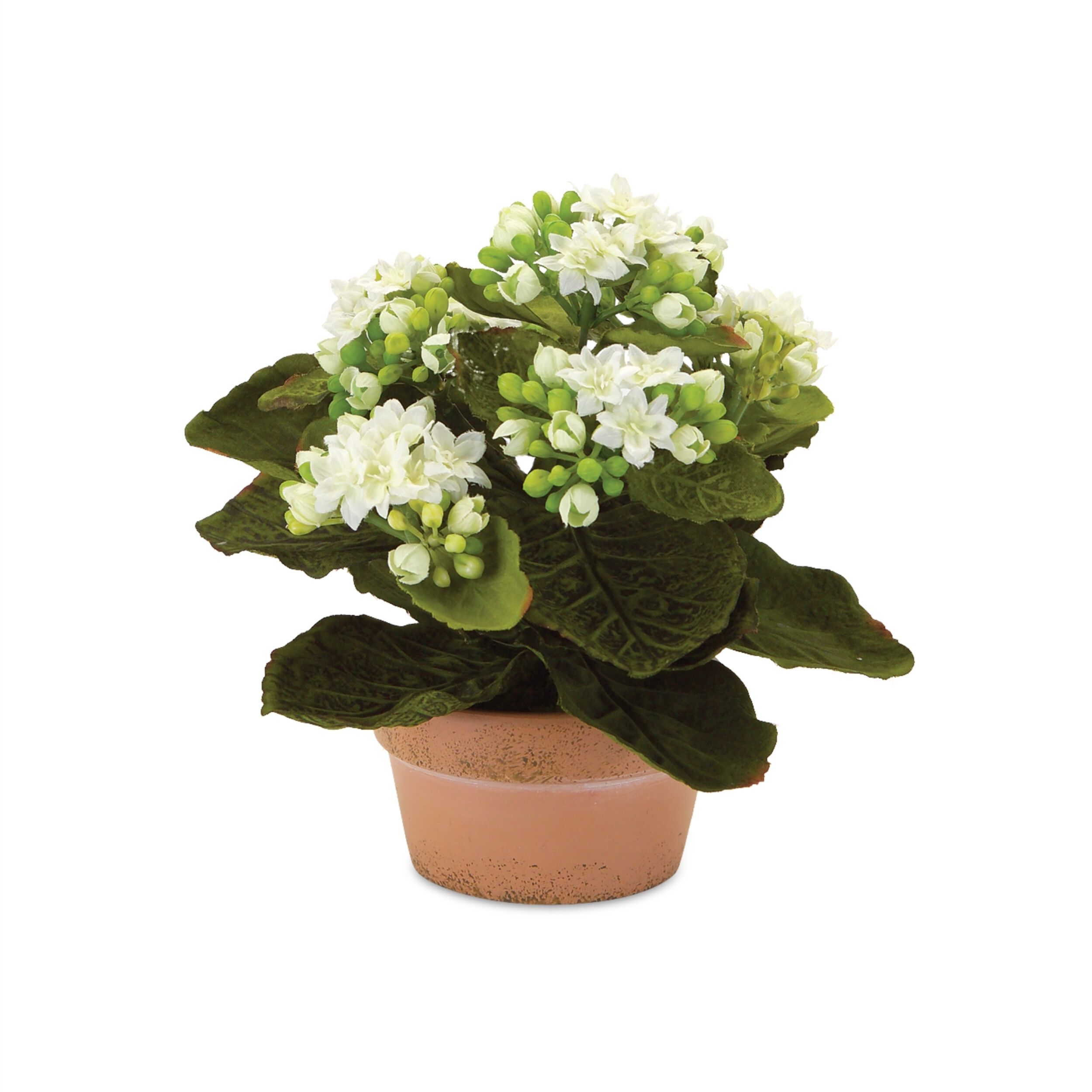 Assorted Kalanchoe Flower in Terra Cotta (Set of 4), PINK WHITE GREEN, alternate image number 1