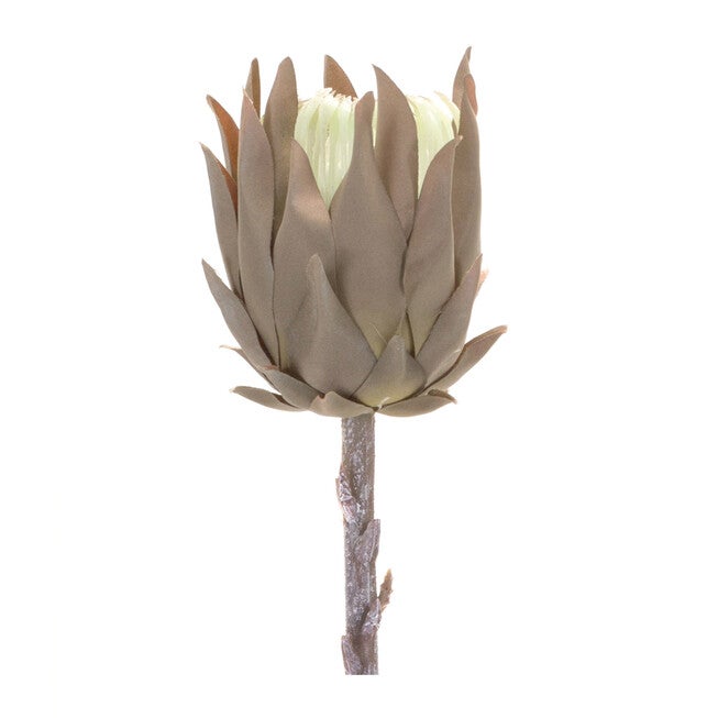 Beige Protea Stem (Set Of 6), BROWN, hi-res image number null