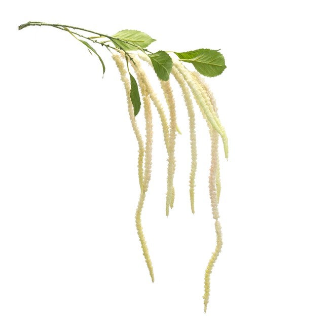 Amaranthus Stem (Set of 4) 53.25 inchesH Plastic/Polyester, GREEN/WHITE, hi-res image number null