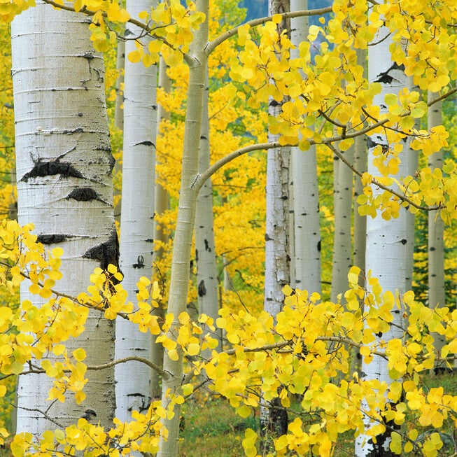 All Weather All Season Outdoor Canvas Art, MULTI, hi-res image number 0