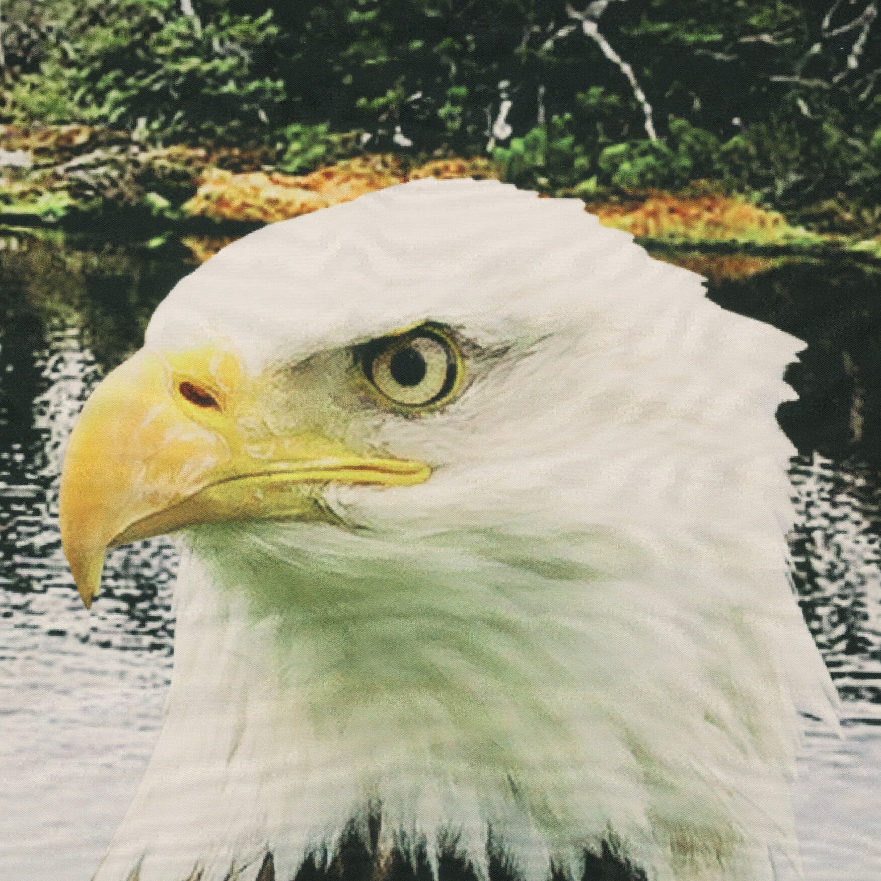 Photo Real Bald Eagle Light Filtering Pole Top Curtain Panel Pair, , alternate image number 2