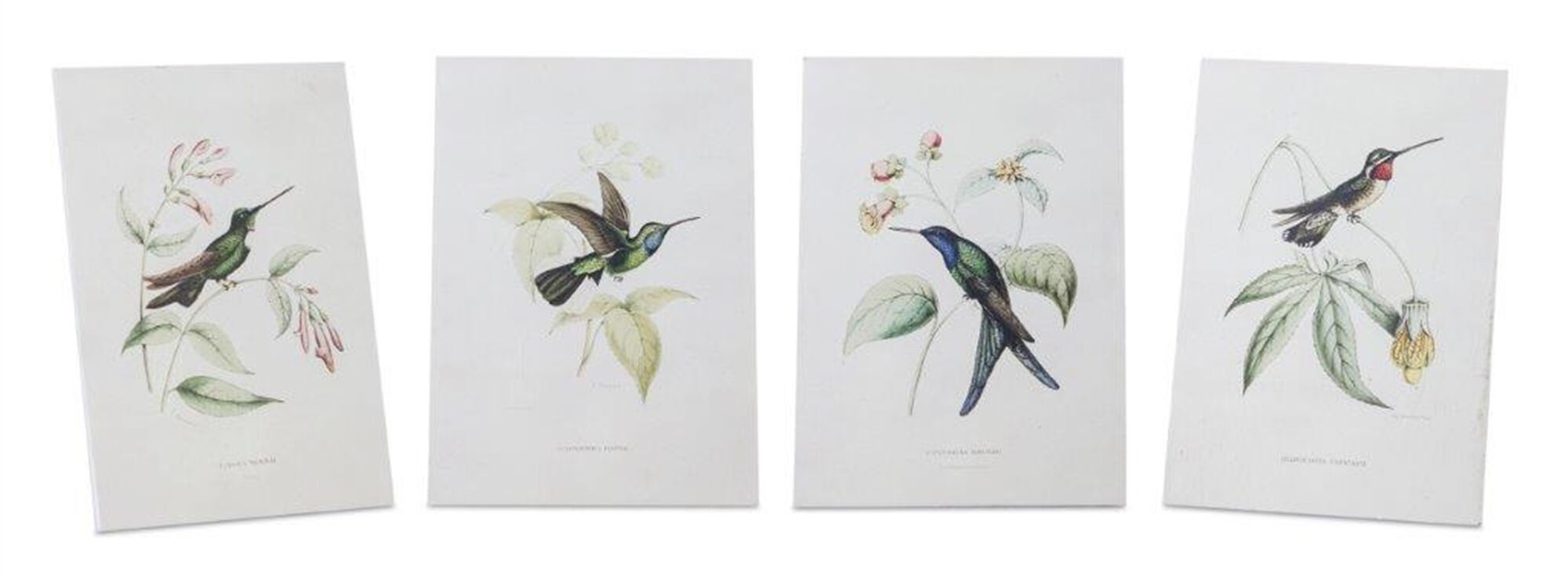 Tabletop Encyclopedia Hummingbird Print (Set of 4), WHITE GREEN BROWN, hi-res image number 0