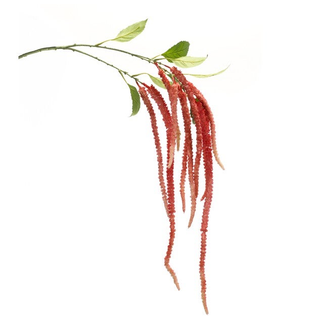 Amaranthus Stem (Set of 4) 53.25 inchesH Plastic/Polyester, GREEN/PINK, hi-res image number null