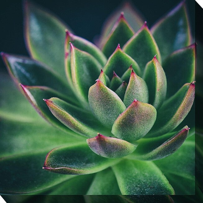 ALL AGLOW OUTDOOR ART 24X24, MULTI, hi-res image number null