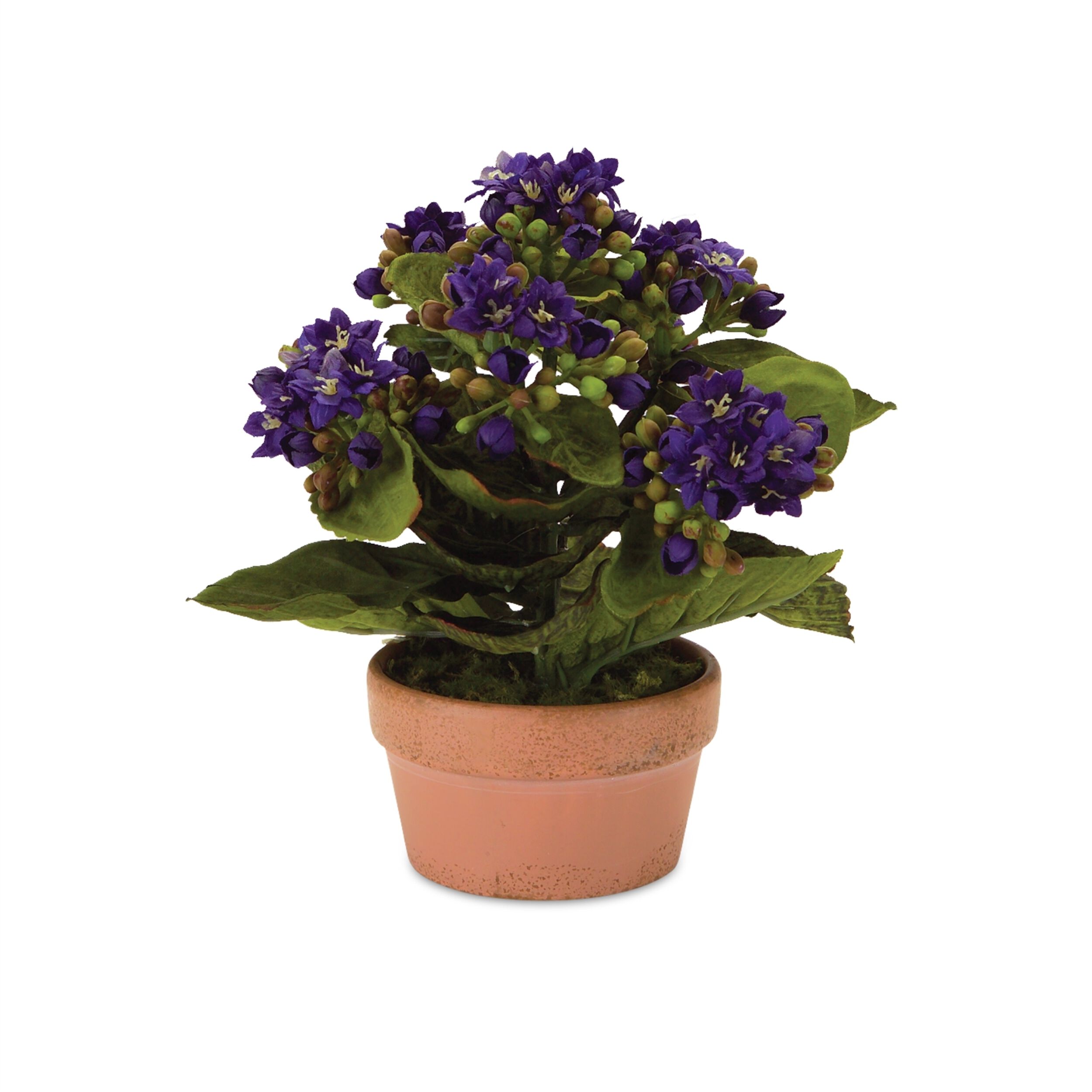 Assorted Kalanchoe Flower in Terra Cotta (Set of 4), PINK WHITE GREEN, alternate image number 3