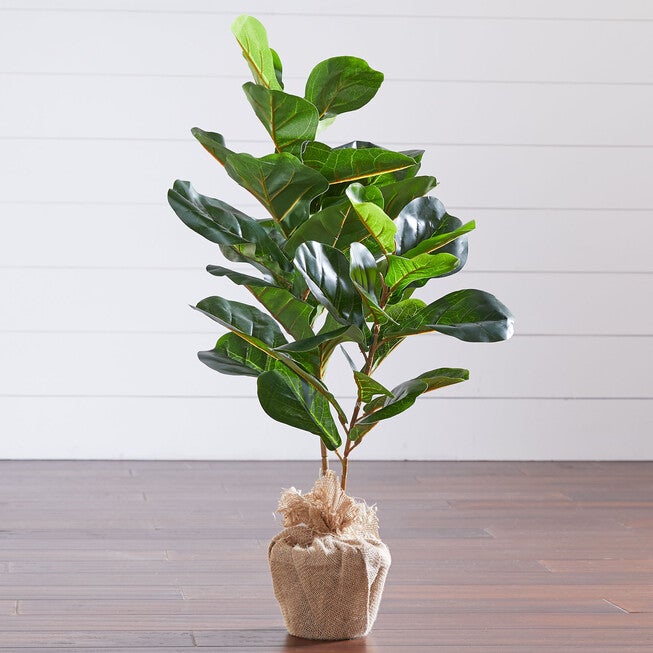3' Fiddle leaf Fig Tree with Burlap, GREEN, hi-res image number null