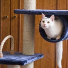 Real Wood 71" Cat Climbing Furniture Tower, , alternate image number null